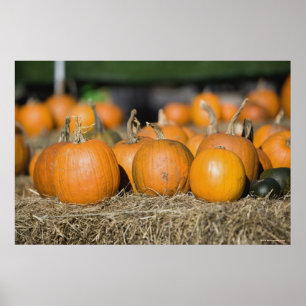 Póster Primer de calabazas