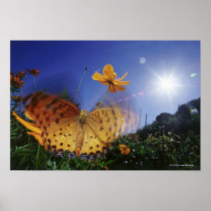 Póster Primer de la mariposa, agitando las alas