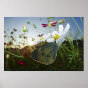 Póster Primer de la mariposa en la flor