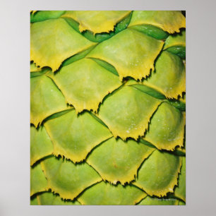 Póster Primer de la textura y del modelo del árbol