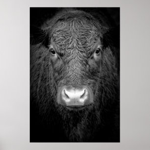 PÓSTER PRIMER DE LA VACA DE LA MONTAÑA - NEGRO Y BLANCO