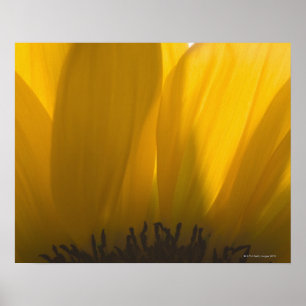 Póster Primer de los pétalos del girasol