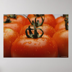 Póster Primer de los tomates 2