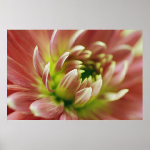 Póster Primer de una flor 2