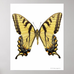 Póster Primer de una mariposa 2