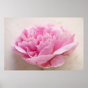 Póster Primer del Peony