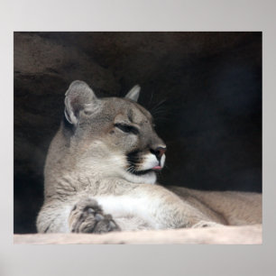 Póster Primer del retrato del león de montaña del puma