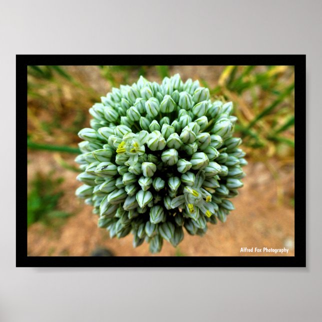 Póster Primer plano de Allium, flor de cebolla silvestre (Frente)