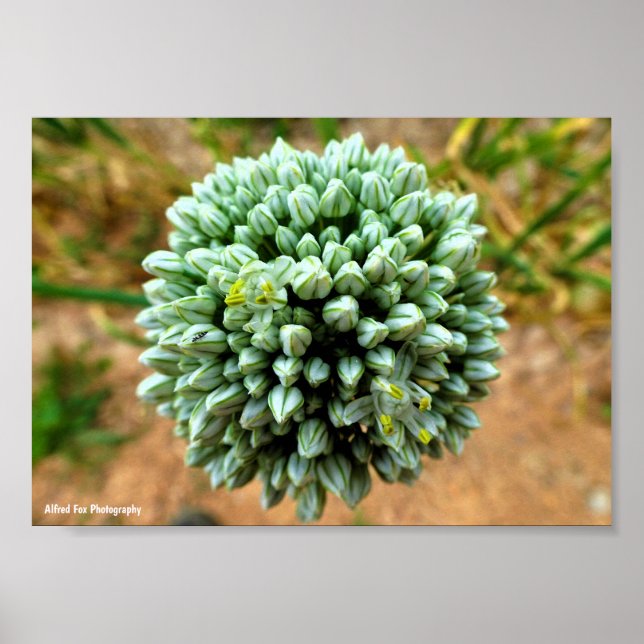Póster Primer plano de Allium, flor de cebolla silvestre (Frente)