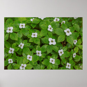 Póster Primer plano de bunchberry con flores blancas