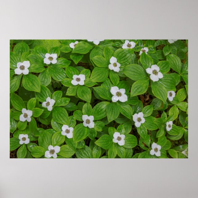 Póster Primer plano de bunchberry con flores blancas (Frente)