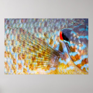 Póster Primer plano de escamas de peces