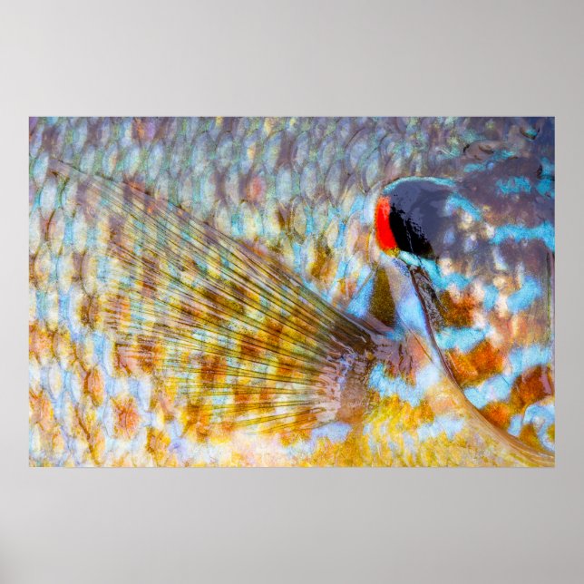 Póster Primer plano de escamas de peces (Frente)
