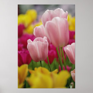 Póster Primer plano de flor de tulipán, Jardines de Kueke