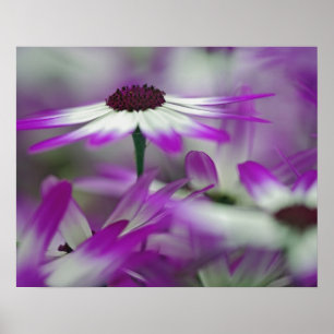 Póster Primer plano de flor morada, Jardín Keukenhof,