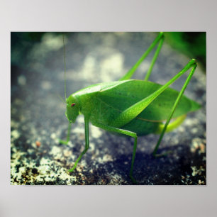 Póster Primer plano de Katydid Grasshopper Insect