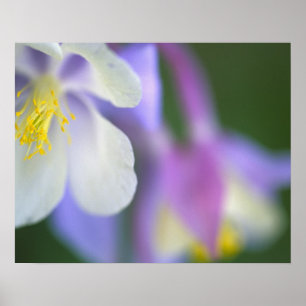 Póster Primer plano de la flor de Aquilegia de Colorado.