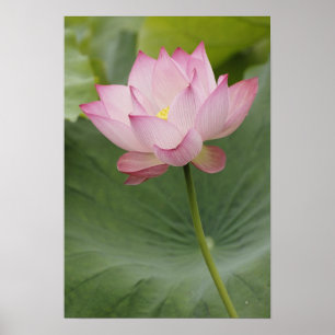Póster Primer plano de la flor de Loto, Nelumbo nucifera)