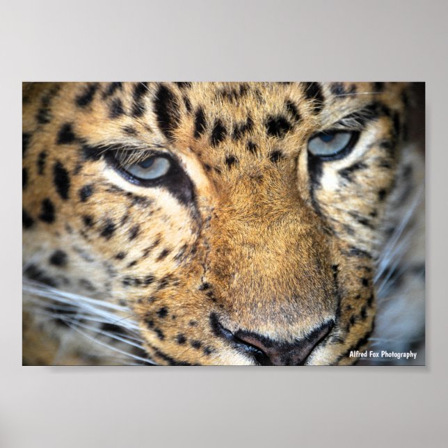 Póster Primer plano de leopardo (Frente)