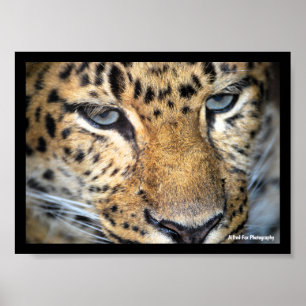Póster Primer plano de leopardo