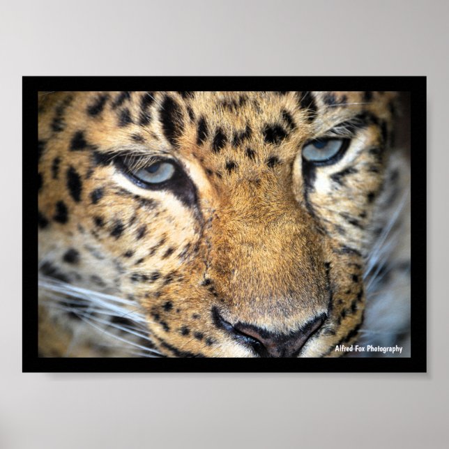 Póster Primer plano de leopardo (Frente)