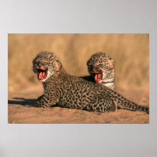 Póster Primer Plano De Leopardo (Panthera Pardus) Recién 