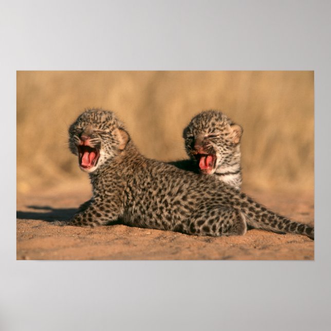 Póster Primer Plano De Leopardo (Panthera Pardus) Recién  (Frente)