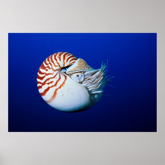 Póster Primer Plano De Nautilus Camarado (Frente)