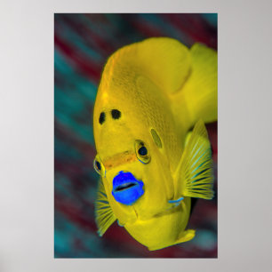 Póster Primer plano de pez ángel