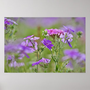 Póster Primer plano de Phlox de Drummond, Phlox drummondi