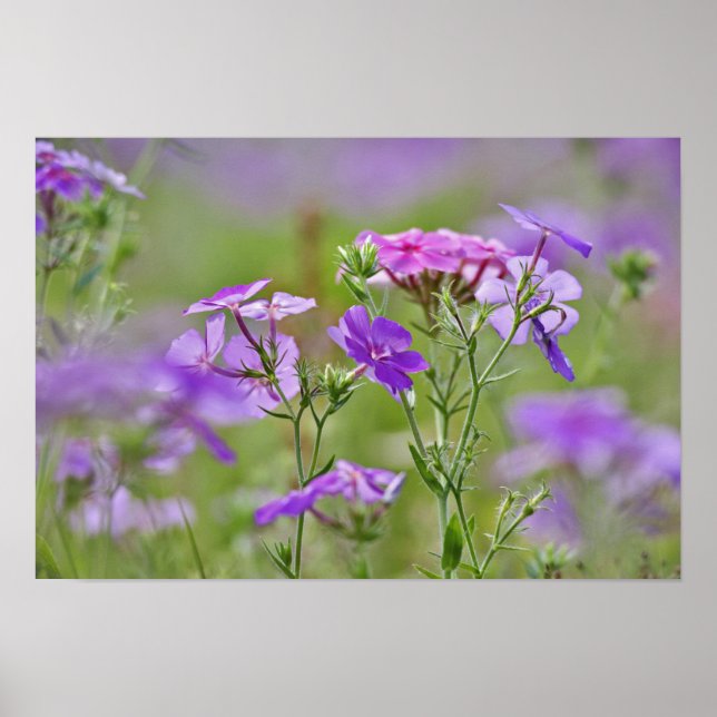 Póster Primer plano de Phlox de Drummond, Phlox drummondi (Frente)