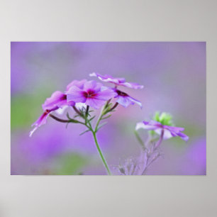 Póster Primer plano de Phlox de Drummond, Phlox drummondi