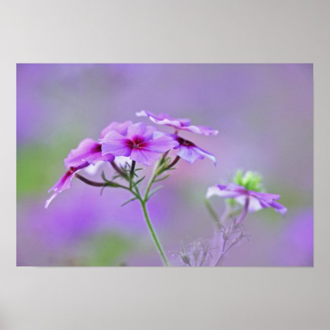Póster Primer plano de Phlox de Drummond, Phlox drummondi (Frente)