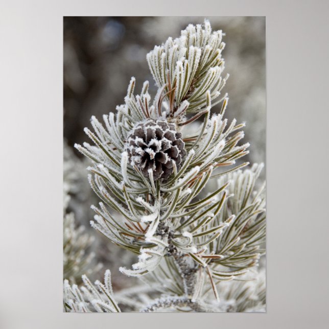 Póster Primer plano de piña congelada, Yellowstone (Frente)