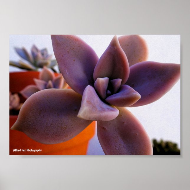 Póster Primer plano de planta fantasmal suculenta (Frente)