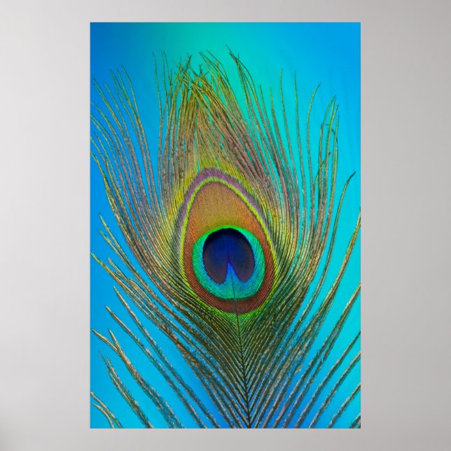 Póster Primer plano de pluma de pavo real (Frente)