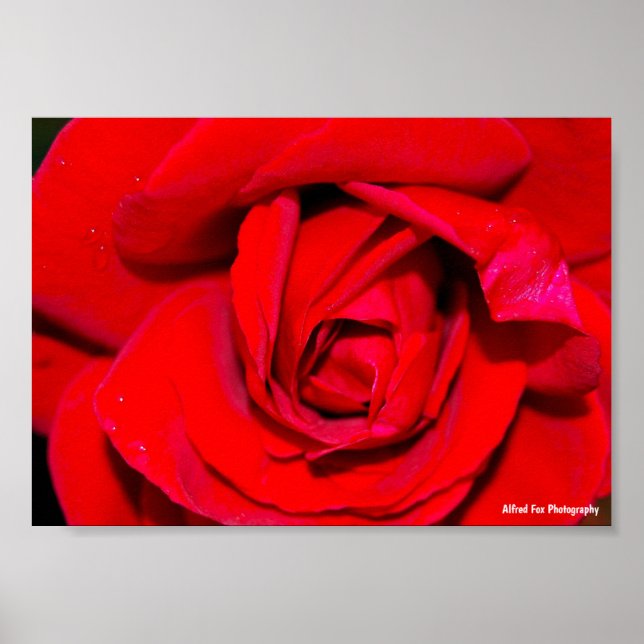 Póster Primer plano de rosa roja (Frente)
