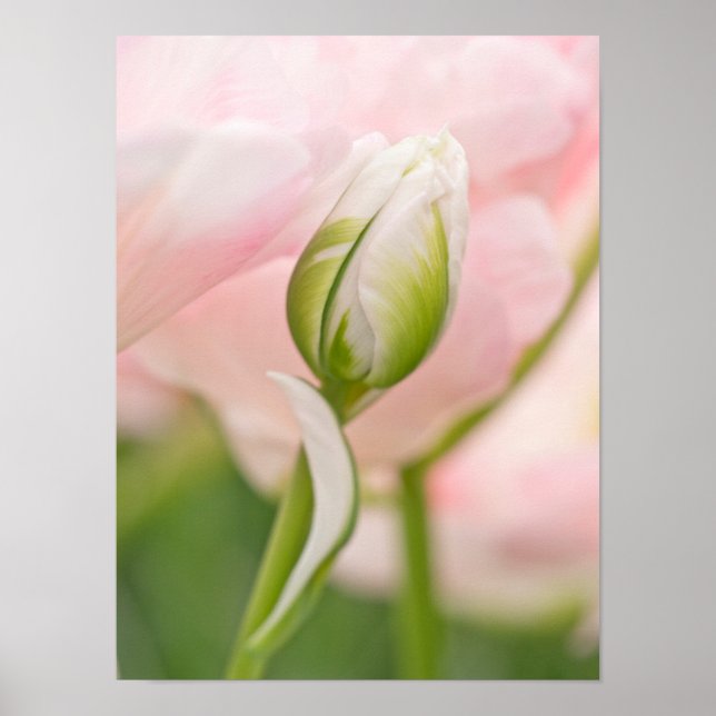 Póster Primer plano de tulipán y capullo (Frente)