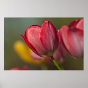Póster Primer plano de tulipanes rojos y amarillos en el