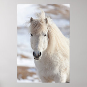 Póster Primer plano de un caballo islandés blanco