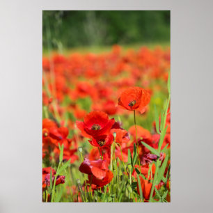 Póster Primer plano de un campo de amapolas, Francia