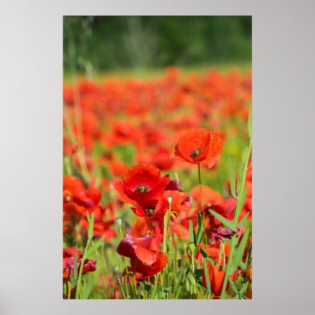 Póster Primer plano de un campo de amapolas, Francia (Frente)