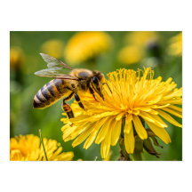 Primer plano de una abeja melífera recogiendo néct