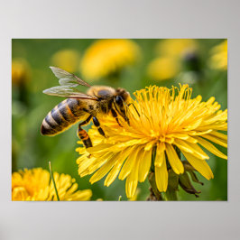 Póster Primer plano de una abeja melífera recogiendo néct