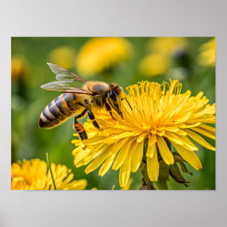 Póster Primer plano de una abeja melífera recogiendo néct