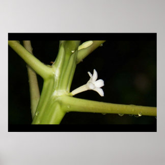 Póster Primer plano de una flor de papaya, después de una