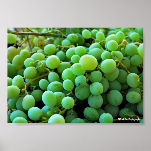 Póster Primer plano de uvas blancas (Frente)