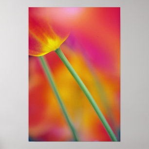Póster Primer plano del envés de la flor de tulipán,