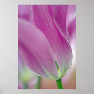 Póster Primer plano del envés de la flor de tulipán, 2