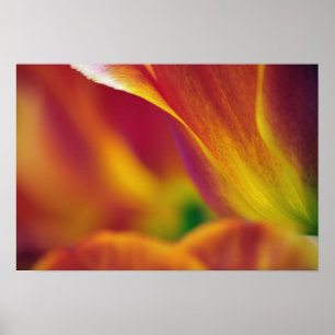 Póster Primer plano del envés de la flor de tulipán, 4